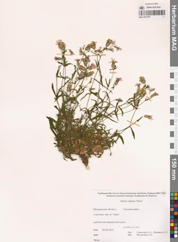 MAG 0017075