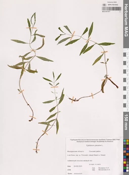 MAG 0017077