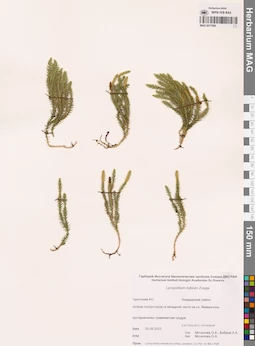 MAG 0017084