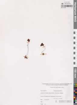 MAG 0017085
