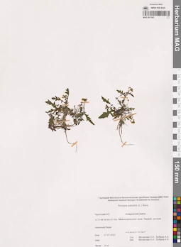 MAG 0017087