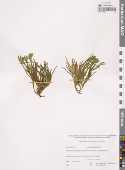 MAG 0017092