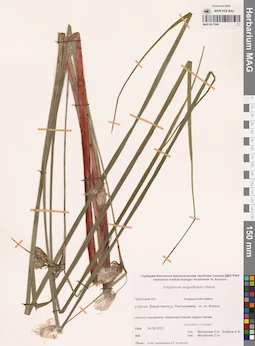 MAG 0017094