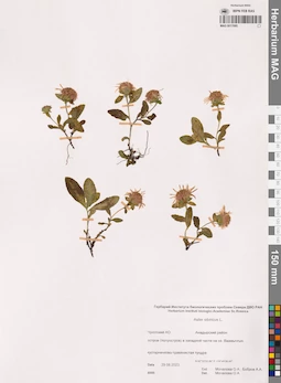 MAG 0017095