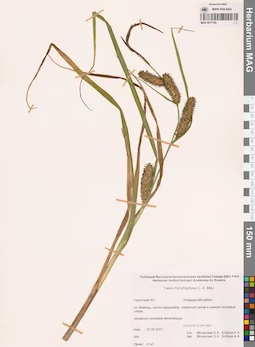MAG 0017100