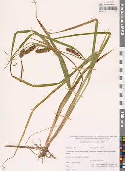 MAG 0017101