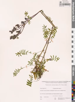 MAG 0017106