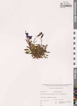 MAG 0017108