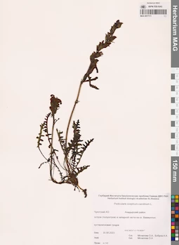 MAG 0017111