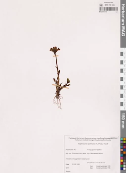 MAG 0017113