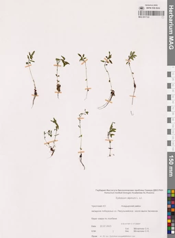 MAG 0017122