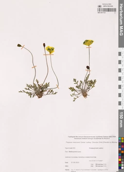 MAG 0017123