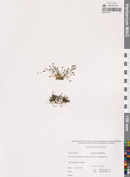 MAG 0017126