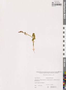 MAG 0017127