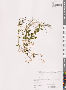 MAG 0017130