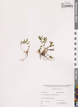 MAG 0017135