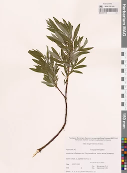 MAG 0017140