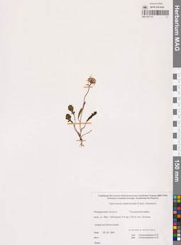 MAG 0017141
