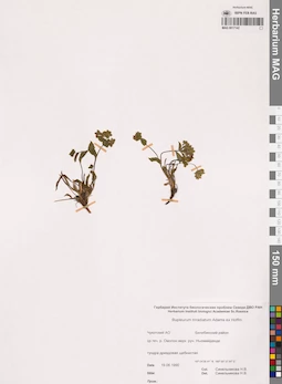 MAG 0017142