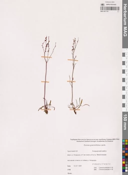 MAG 0017143