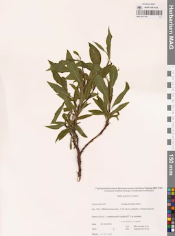 MAG 0017144