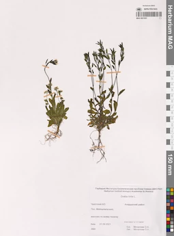MAG 0021051