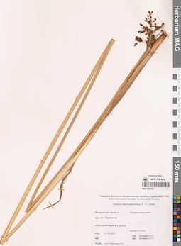 MAG 0021052