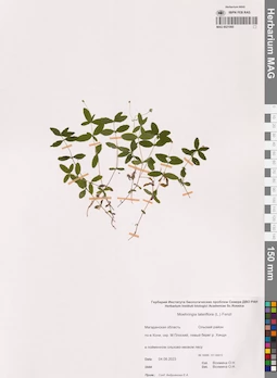 MAG 0021060
