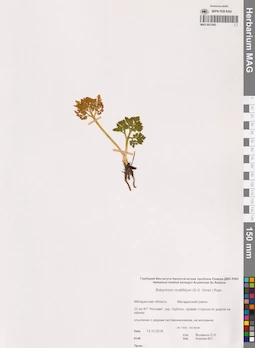 MAG 0021062