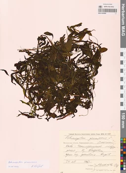 MAG 0020666