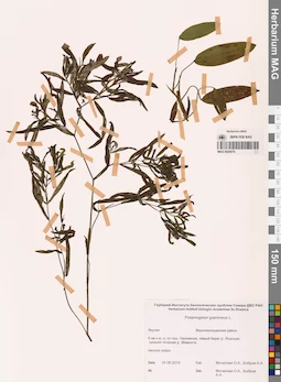 MAG 0020676