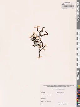 MAG 0020680