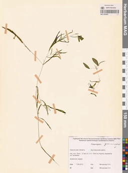 MAG 0020692