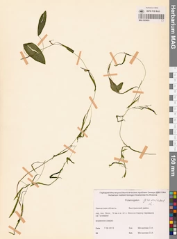 MAG 0020693