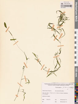 MAG 0020694
