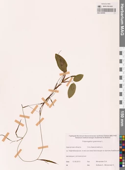 MAG 0020696