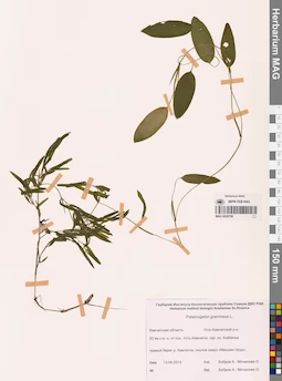 MAG 0020708