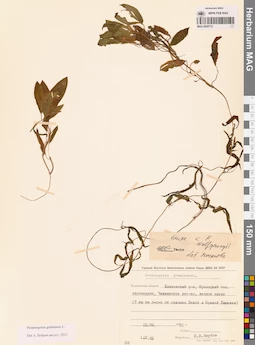 MAG 0020712
