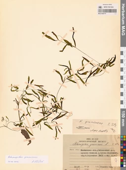 MAG 0020714