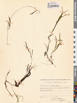MAG 0020748