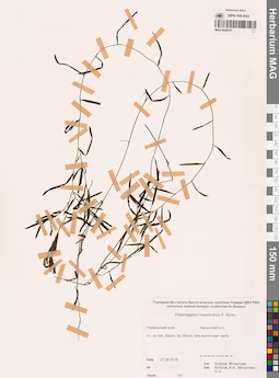 MAG 0020751