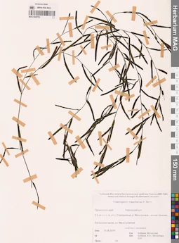 MAG 0020752
