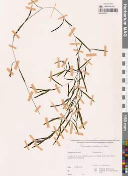 MAG 0020754