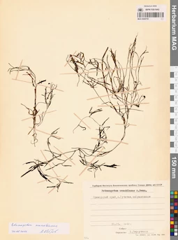 MAG 0020755