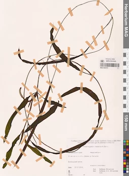 MAG 0020761
