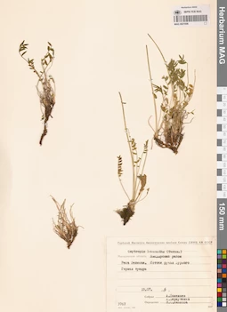 MAG 0021696