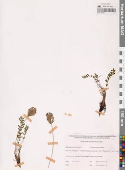 MAG 0021704