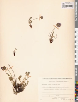 MAG 0021707