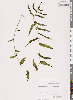 MAG 0014025