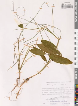 MAG 0016370